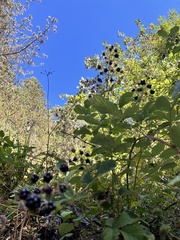 Rubus creticus