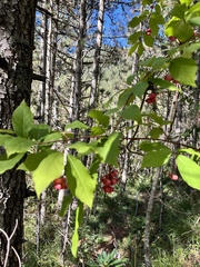 Euonymus latifolius