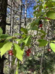 Euonymus latifolius