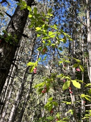 Euonymus latifolius