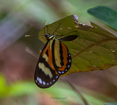 Placidina euryanassa