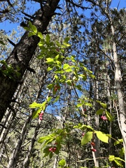 Euonymus latifolius