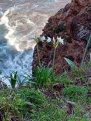 Pancratium