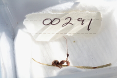 Ophiocordyceps camponoti-floridani
