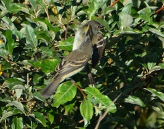 Empidonax traillii