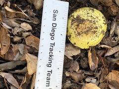 Aureoboletus flaviporus