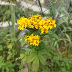 Tagetes nelsonii
