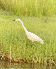 Ardea alba melanorhynchos