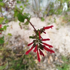 Salvia holwayi