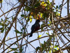 Priotelus roseigaster