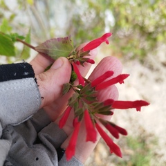 Salvia holwayi