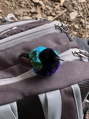 Boissonneaua jardini