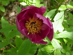Paeonia officinalis