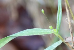 Dichanthelium scribnerianum