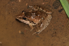 Ptychadena anchietae