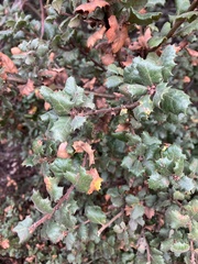 Quercus durata durata