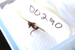 Ophiocordyceps camponoti-floridani