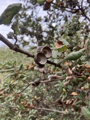 Quercus durata durata