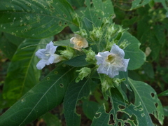 Strobilanthes ixiocephala