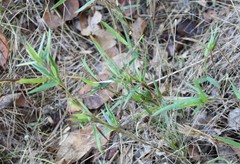 Dichanthelium scribnerianum