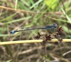 Ischnura fountaineae