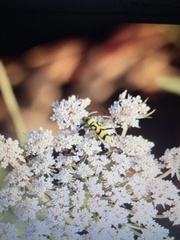 Chlorophorus varius