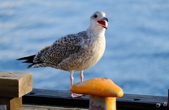 Larus argentatus