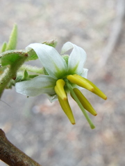Solanum gardneri
