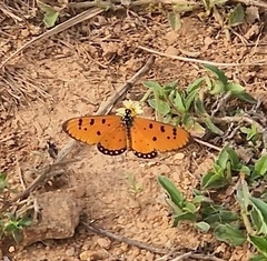 Acraea terpsicore
