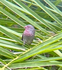 Lagonosticta nitidula