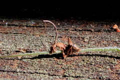 Ophiocordyceps camponoti-floridani