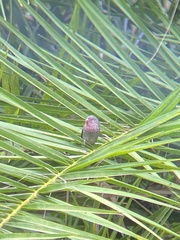 Lagonosticta nitidula
