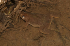 Xenopus muelleri