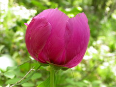 Paeonia officinalis