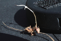 Ophiocordyceps camponoti-floridani