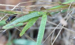 Dichanthelium scribnerianum