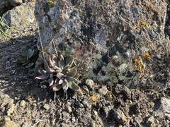 Dudleya abramsii setchellii