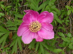Paeonia officinalis