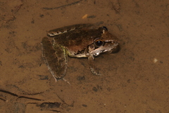 Ptychadena anchietae