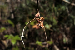 Ophiocordyceps camponoti-floridani