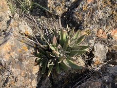 Dudleya abramsii setchellii