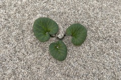 Calystegia soldanella