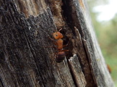 Camponotus rectangularis