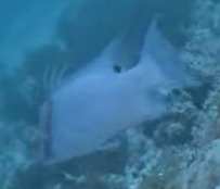 Lachnolaimus maximus