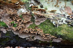 Stereum gausapatum