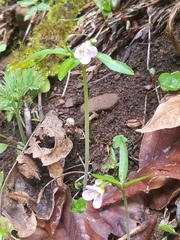 Cardamine