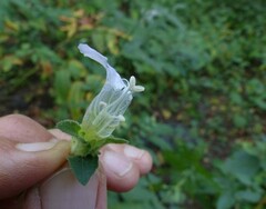 Strobilanthes ixiocephala