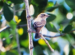 Muscicapidae
