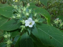 Strobilanthes ixiocephala