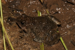 Phrynobatrachus natalensis